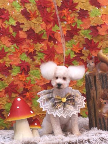 20241115あんちゃん